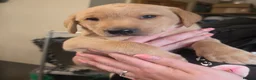 Labrador Retriever dogs for sale: Stunning boy  - Advert 12