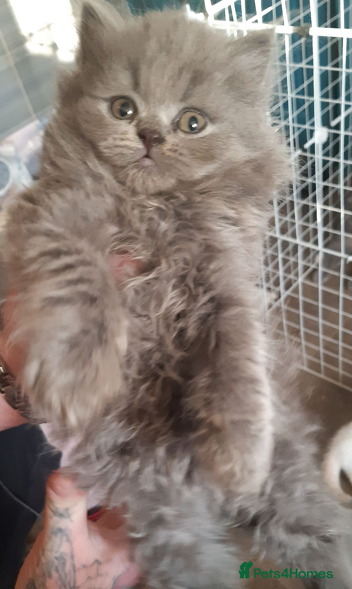 British Shorthair cats  😻 British Shorthair Kittens 😻 - Advert 2