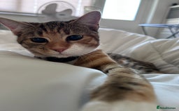 Domestic Shorthair cats for sale: Tabico Kitten - Image 2