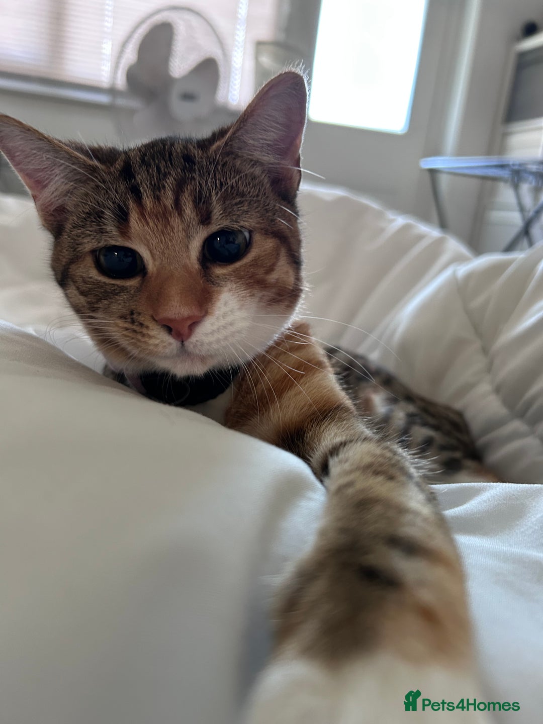 Domestic Shorthair cats for sale: Tabico Kitten - Image 2