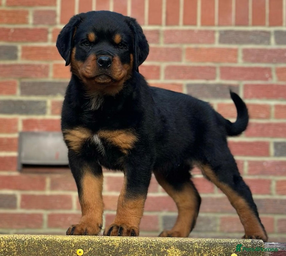 Rottweiler dogs Stunning chunky Rottweiler puppies - Advert 5