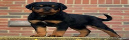 Rottweiler dogs for sale: Stunning chunky Rottweiler puppies - Advert 1