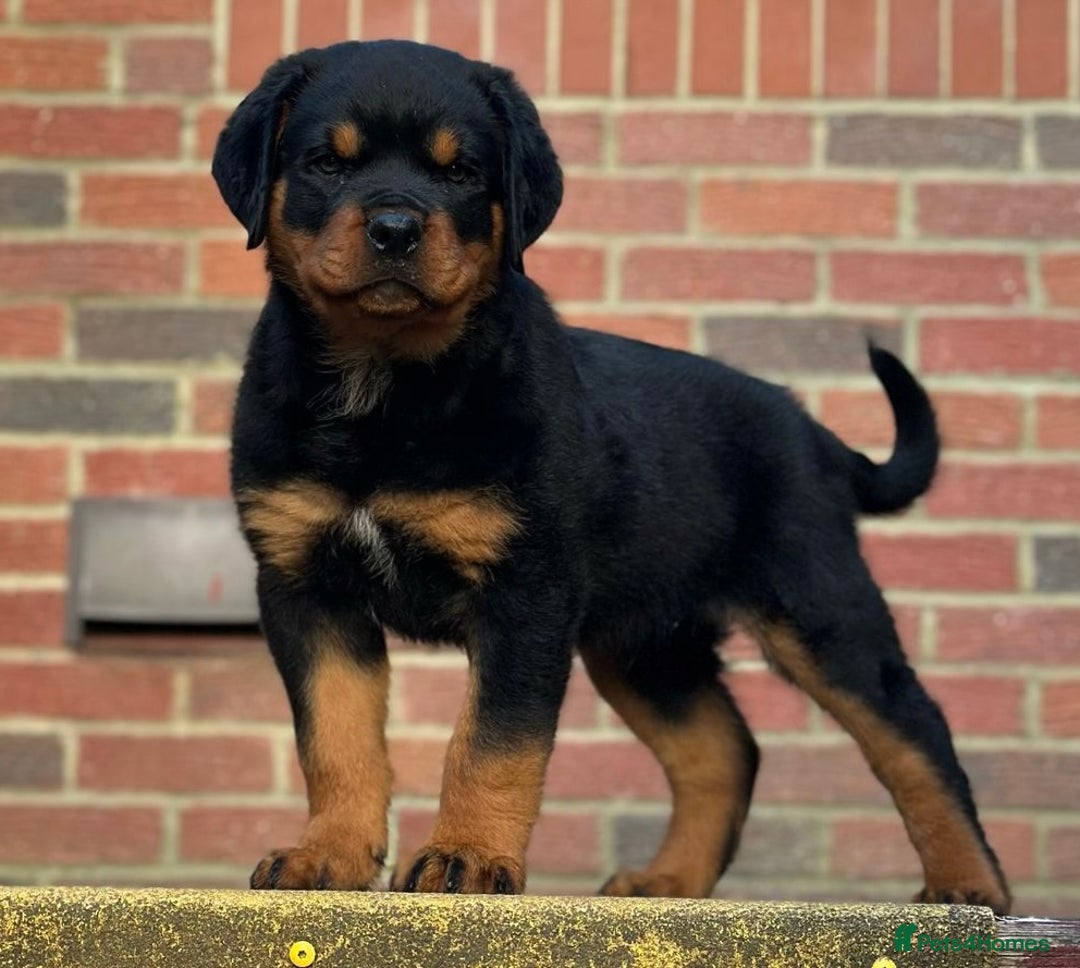 Rottweiler dogs for sale: Stunning chunky Rottweiler puppies - Advert 1