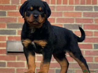 Rottweiler dogs Stunning chunky Rottweiler puppies - Advert 2