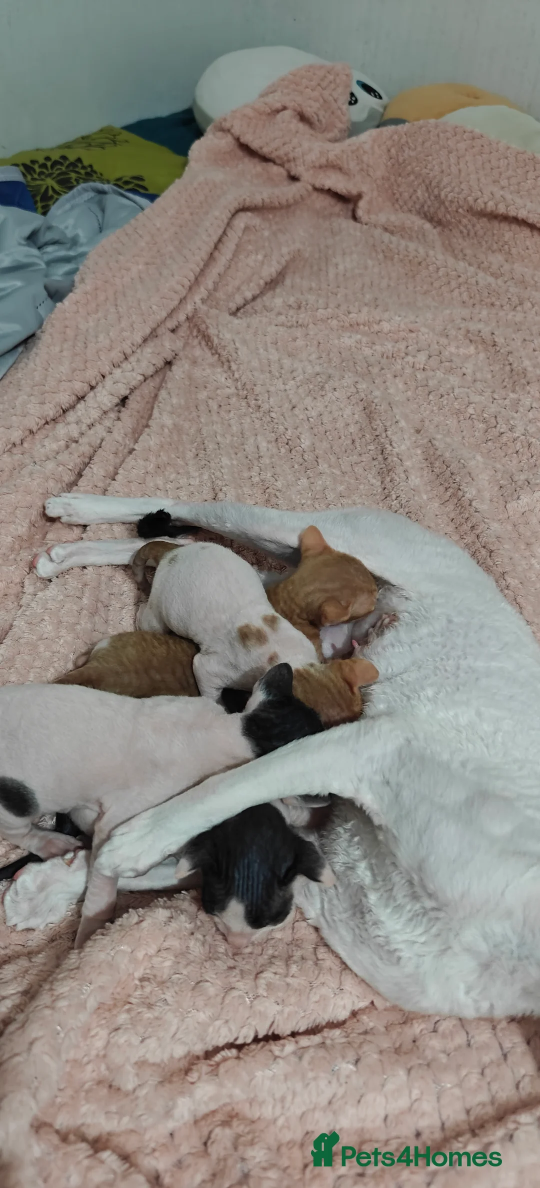 Cornish Rex cats for sale: Cornish Rex Kittens Available for Reservation  - Advert 2