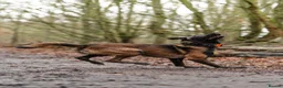 Belgian Shepherd Dog dogs for sale: FCI Female Family Protection Dog for Sale  - Advert 16