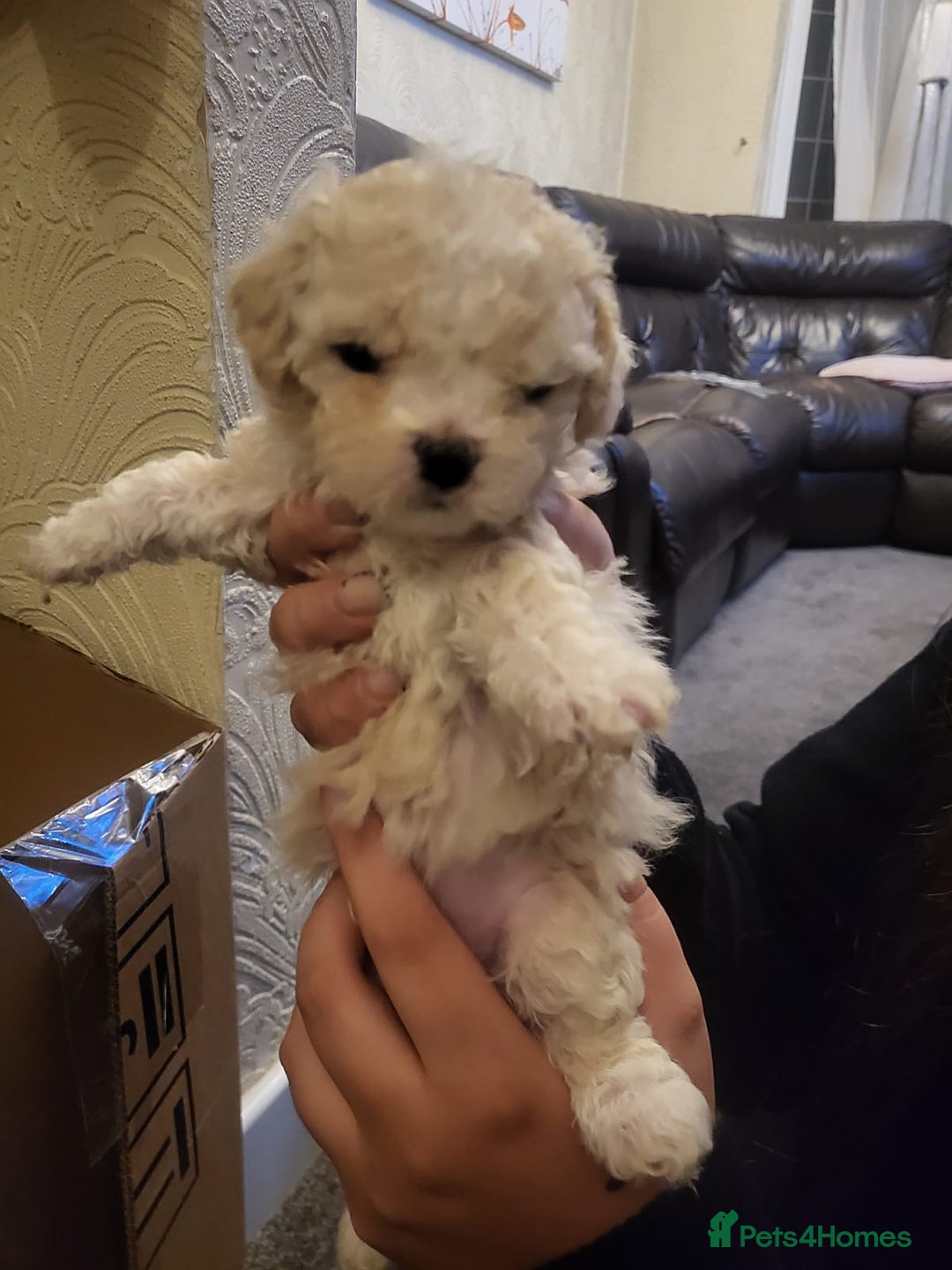 Bichon Frise dogs for sale: 4 beautiful puppies ready for loving homes - Advert 2