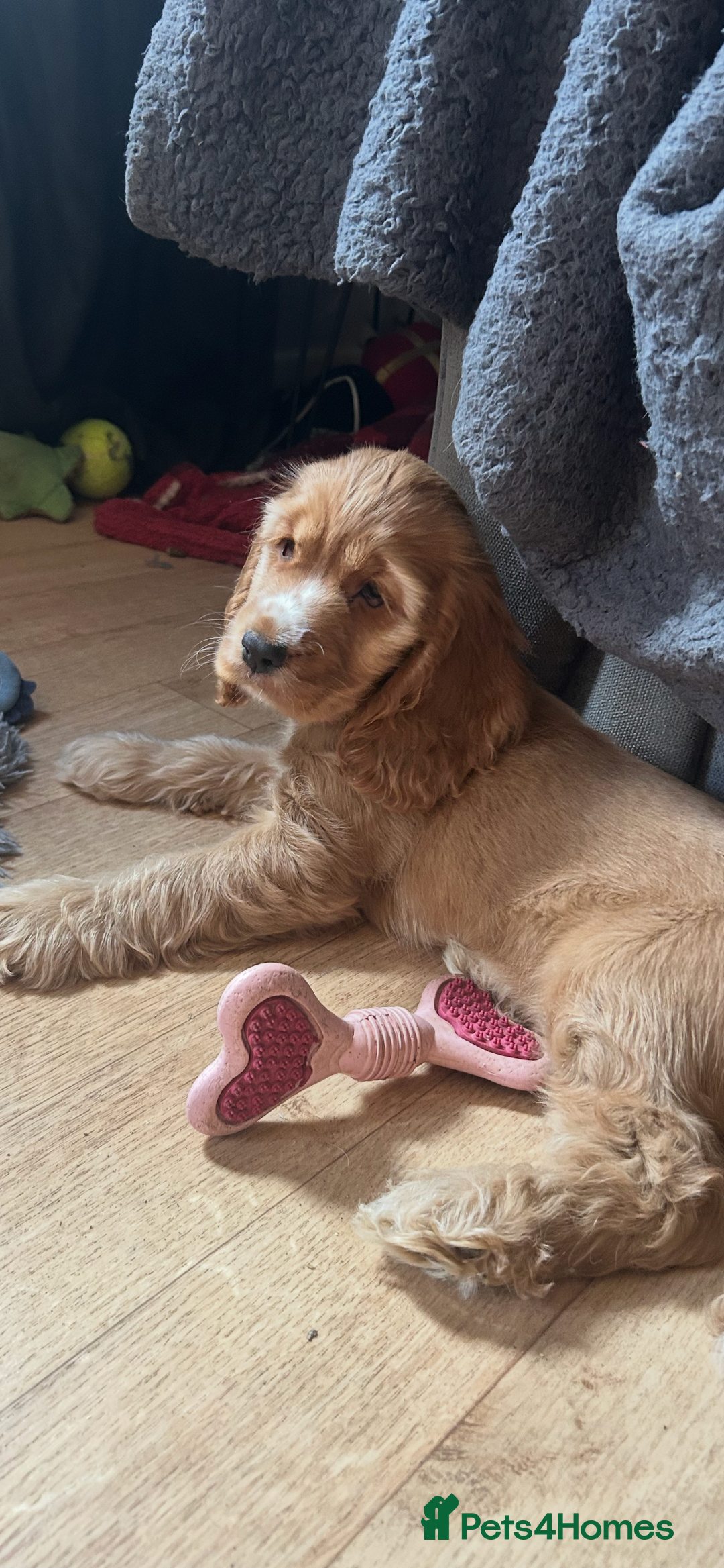 Cocker Spaniel dogs for sale: 🐶 STUNNING traditional KC show cocker spaniels*** - Image 1