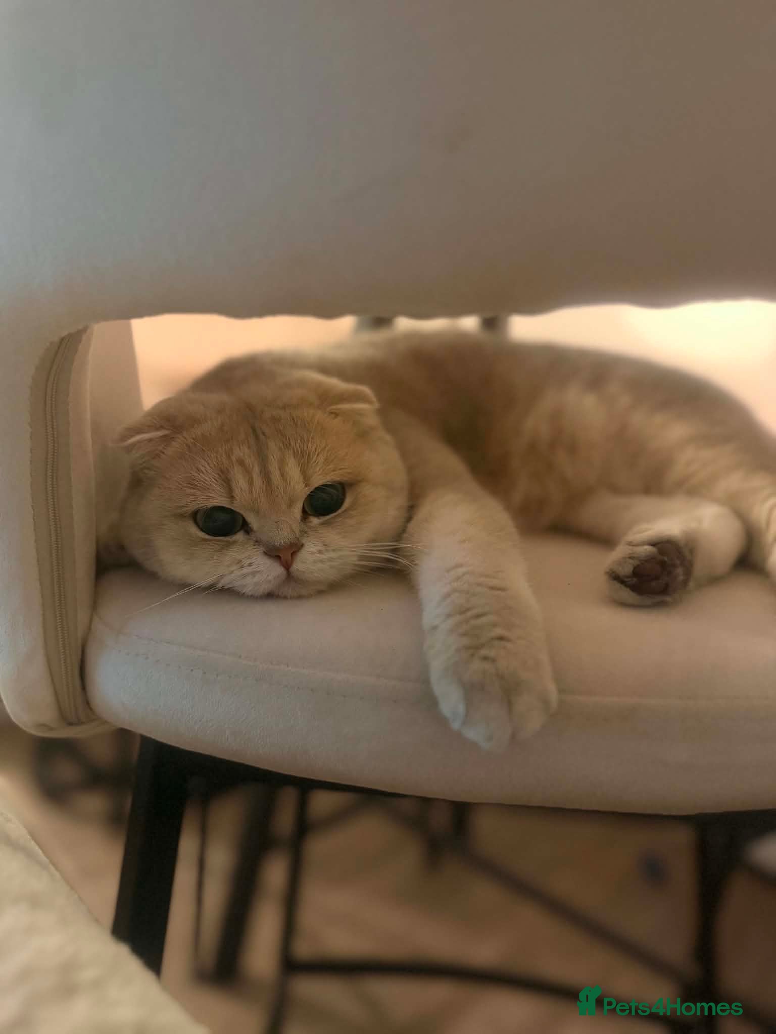 Scottish Fold cats Scottish fold kittens  - Advert 5