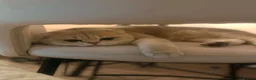 Scottish Fold cats for sale: Scottish fold kittens  in Haslemere - Advert 1