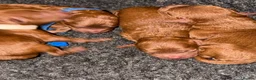 Toy Poodle dogs for sale: Tiny Asian Poodle puppy’s  - Advert 11