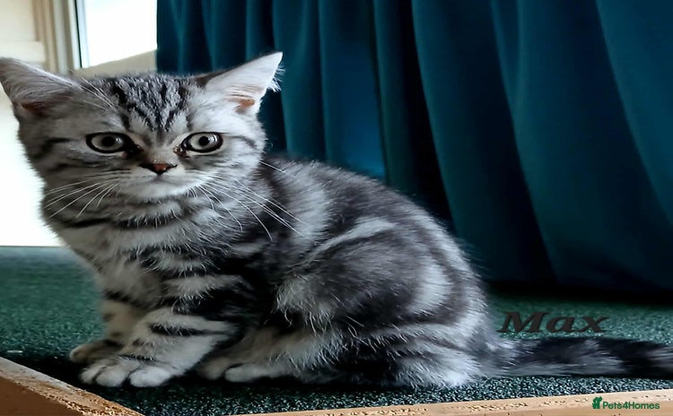 British Shorthair cats - Advert 10