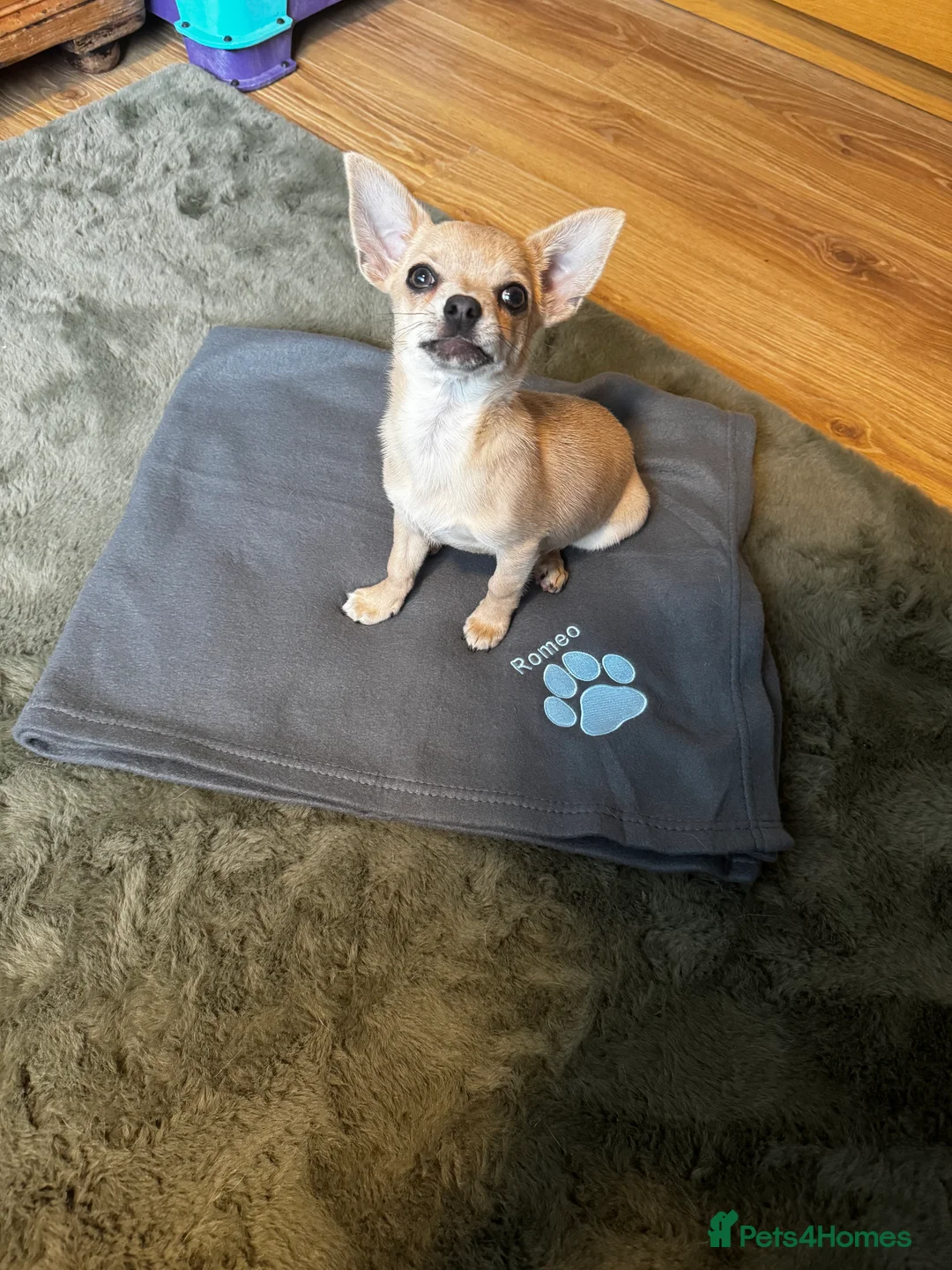 Chihuahua dogs for stud: Romeo Amor Stud!  in Leeds - Advert 3