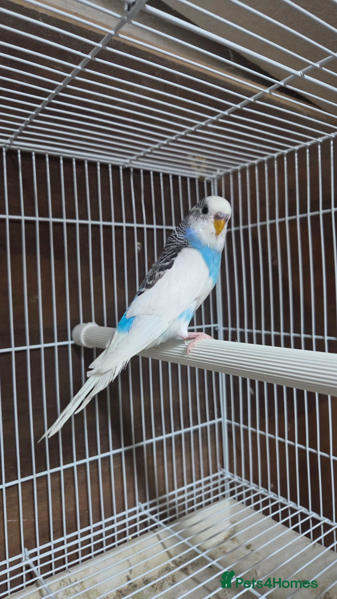 Budgerigars birds for sale: 2x Male budgies, Cage + starter pack available  - Advert 2