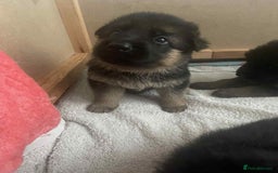 German Shepherd dogs for sale: KC show line German Shepherd puppies - Image 15