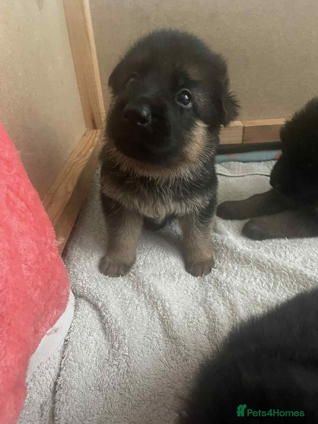 German Shepherd dogs for sale: KC show line German Shepherd puppies - Image 15