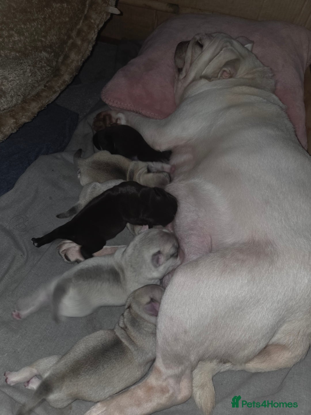 Pug dogs for sale: Stunning rare silver platinum panda purebreed pugs - Advert 11