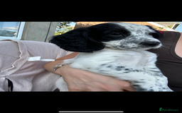 Cocker Spaniel dogs for sale: KC registered working Cocker Spaniel puppies - Image 28