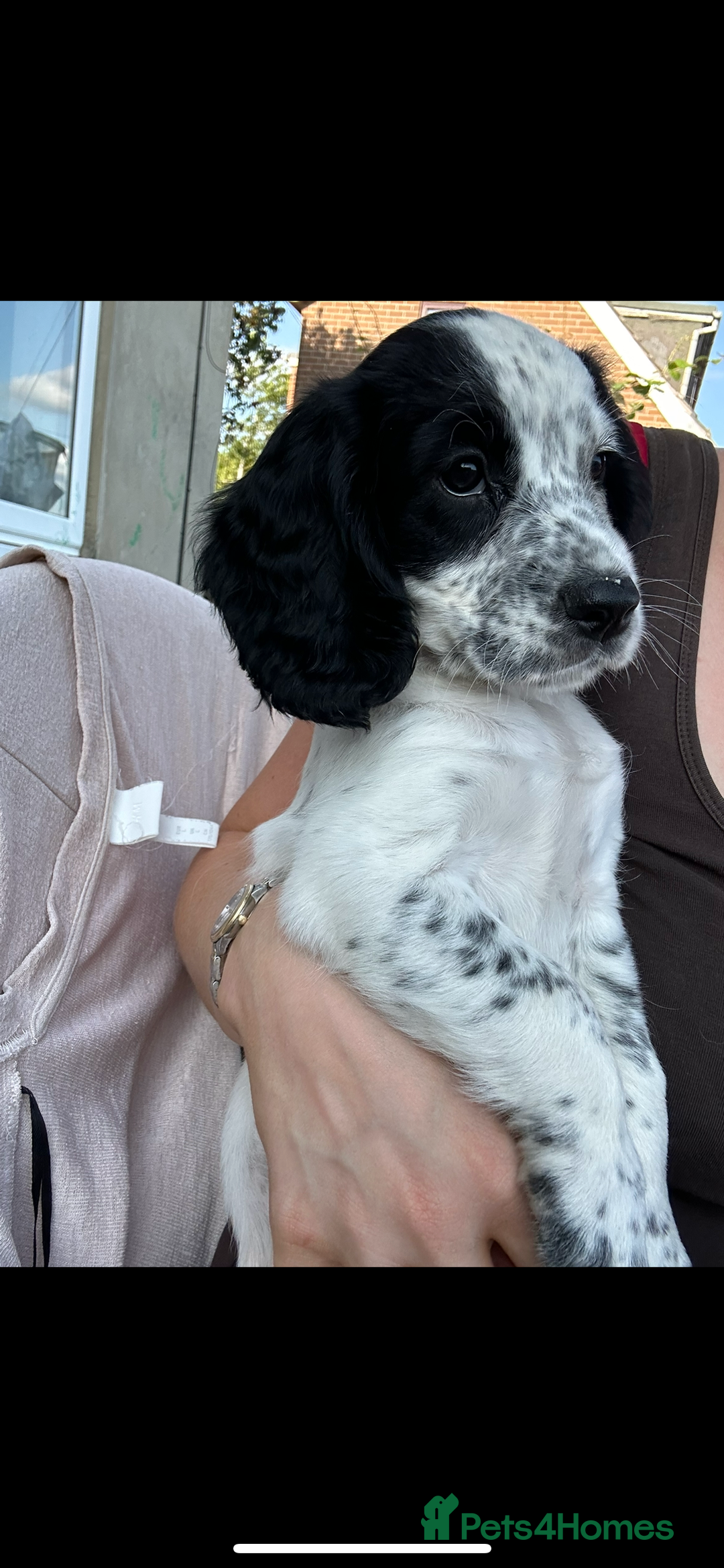 Cocker Spaniel dogs for sale: KC registered working Cocker Spaniel puppies - Image 28