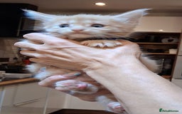 Maine Coon cats for sale: Maine Coon pedigre XL - Image 17