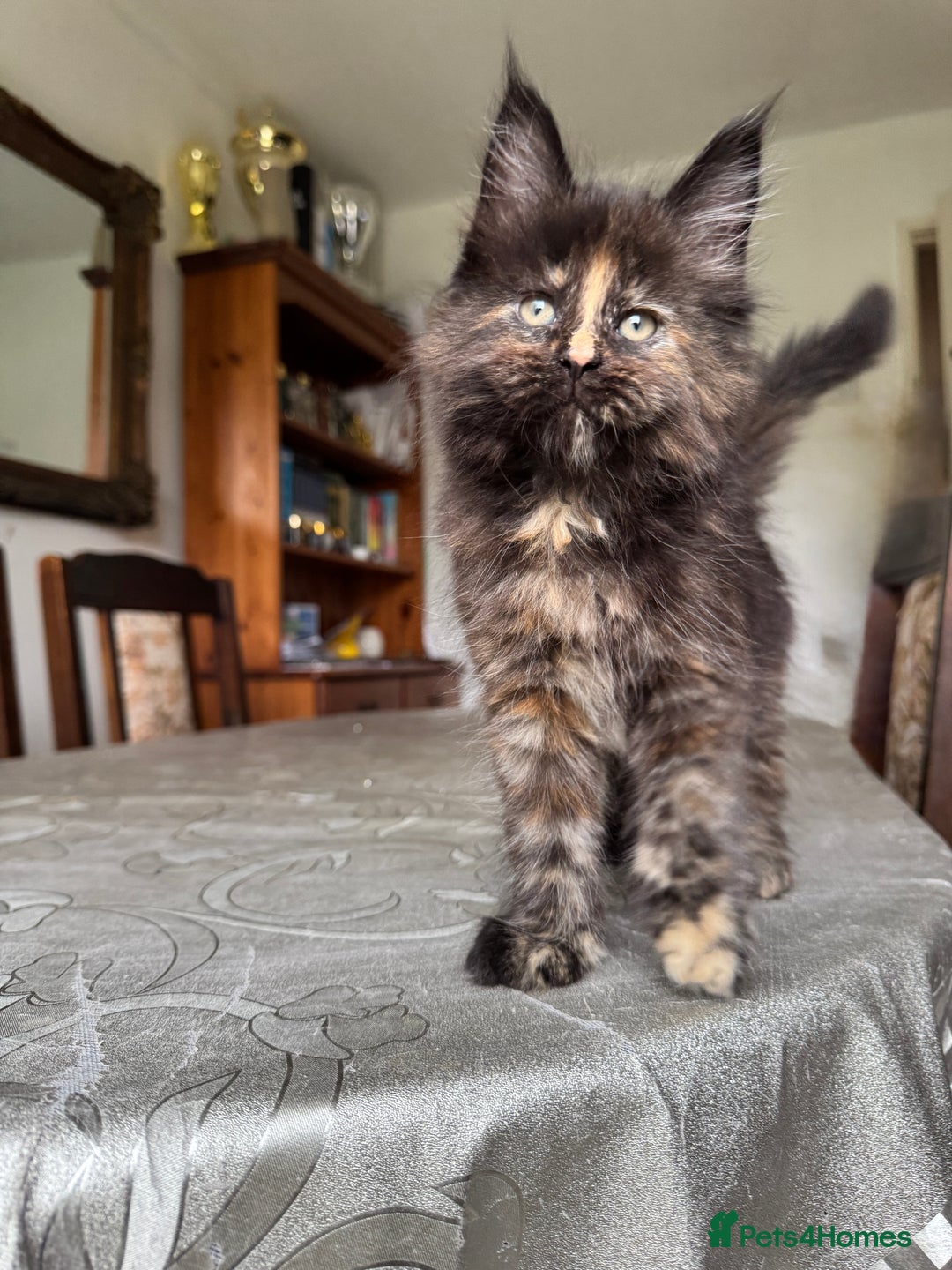 Maine Coon cats for sale: LARGE MAINE COON KITTENS - Image 7