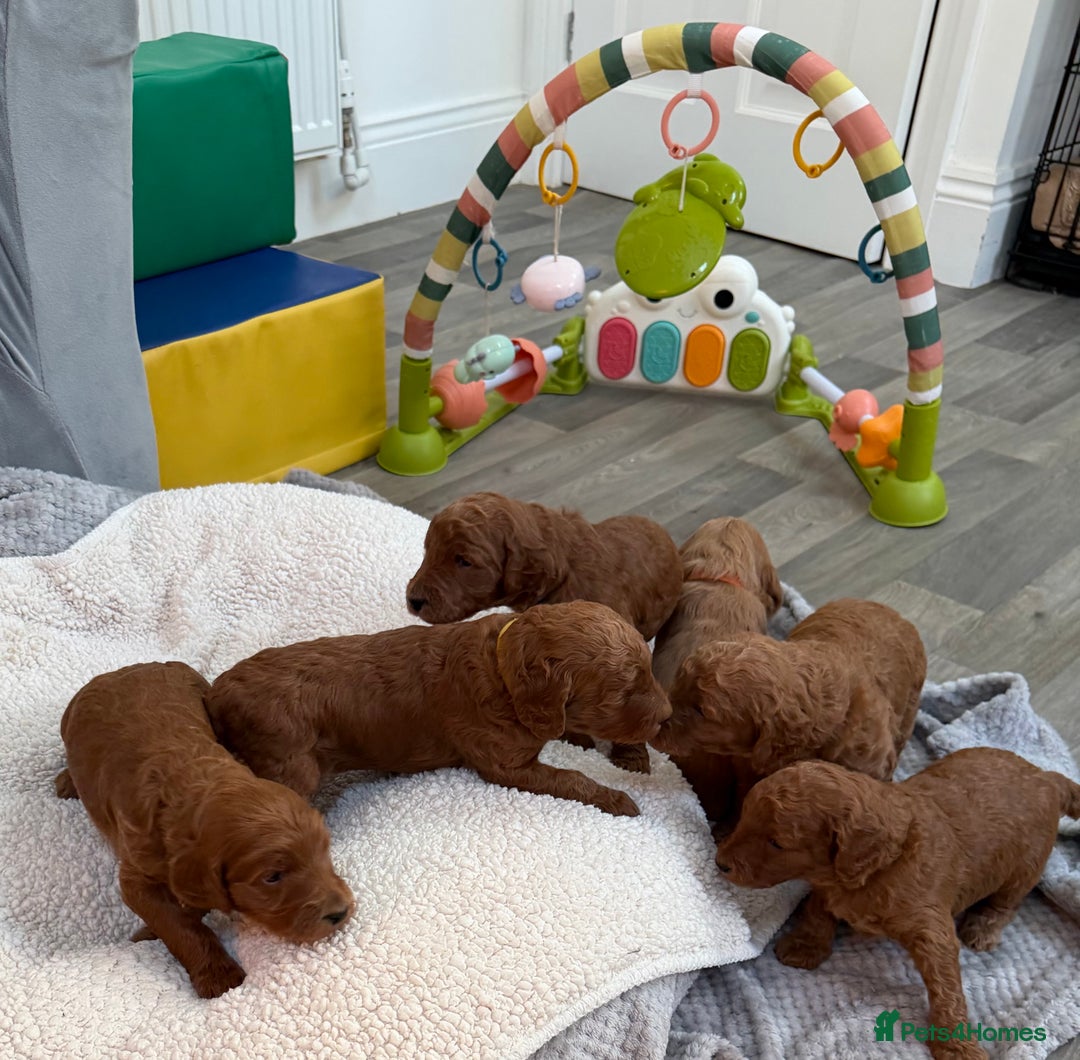 Goldendoodle dogs for sale: Goldendoodles Pups  - Advert 4