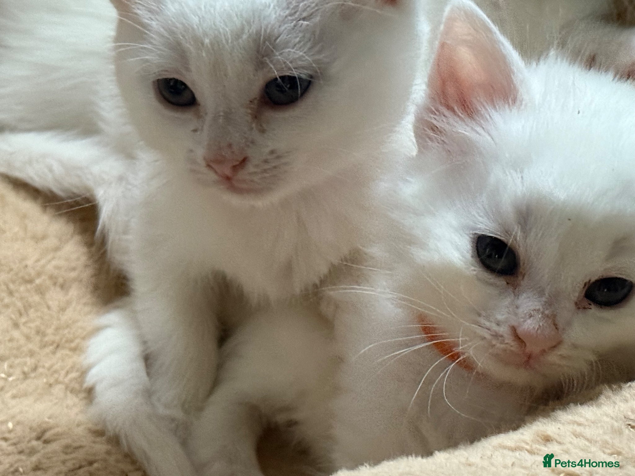 Ragdoll cats Ragdoll x ragdoll bsh male and female £275 8wk - Advert 4