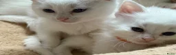Ragdoll cats for sale: Ragdoll x ragdoll bsh male and female £275 8wk - Advert 3