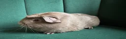 Guinea Pig rodents for sale: Baby guinea pigs mixed breeds  - Advert 4
