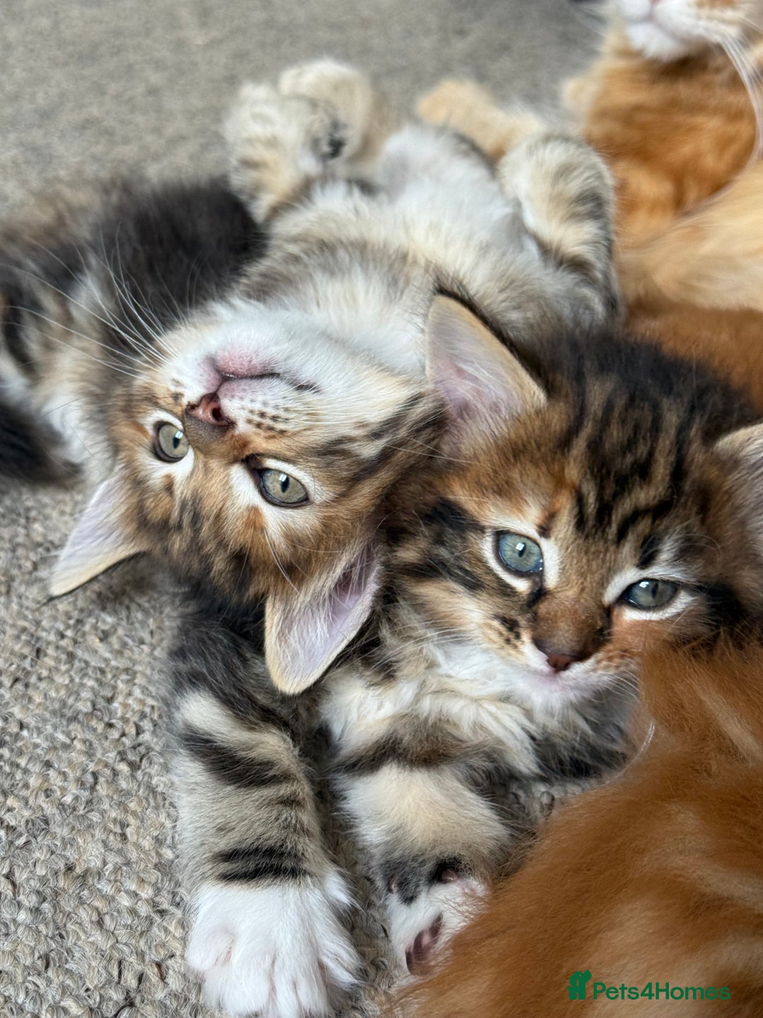 Maine Coon cats for sale: Maine Coon Norwegian Forest cross kittens - Image 12