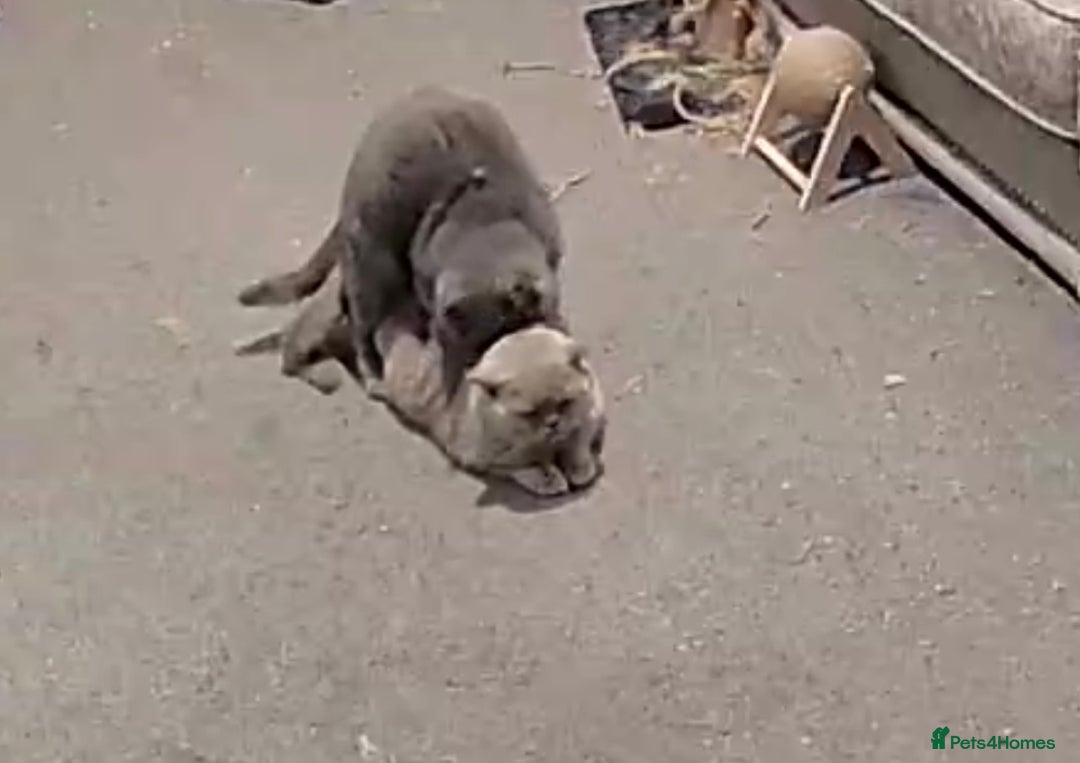 British Shorthair cats for stud: Superb quality, Proven Active Stud, blood B in Burton-on-Trent - Advert 7