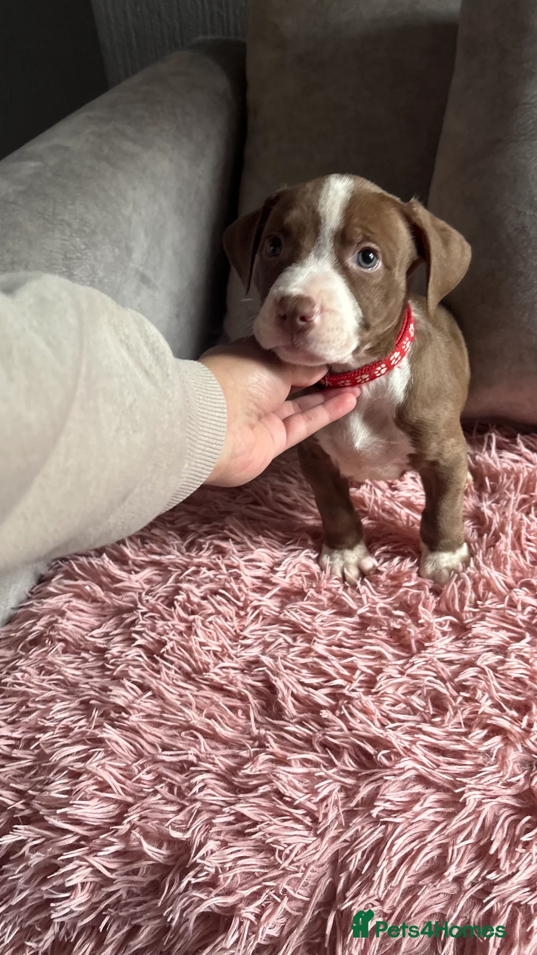 American Bull Staffy dogs for sale: American staffy puppies  - Advert 2