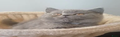 British Shorthair 1