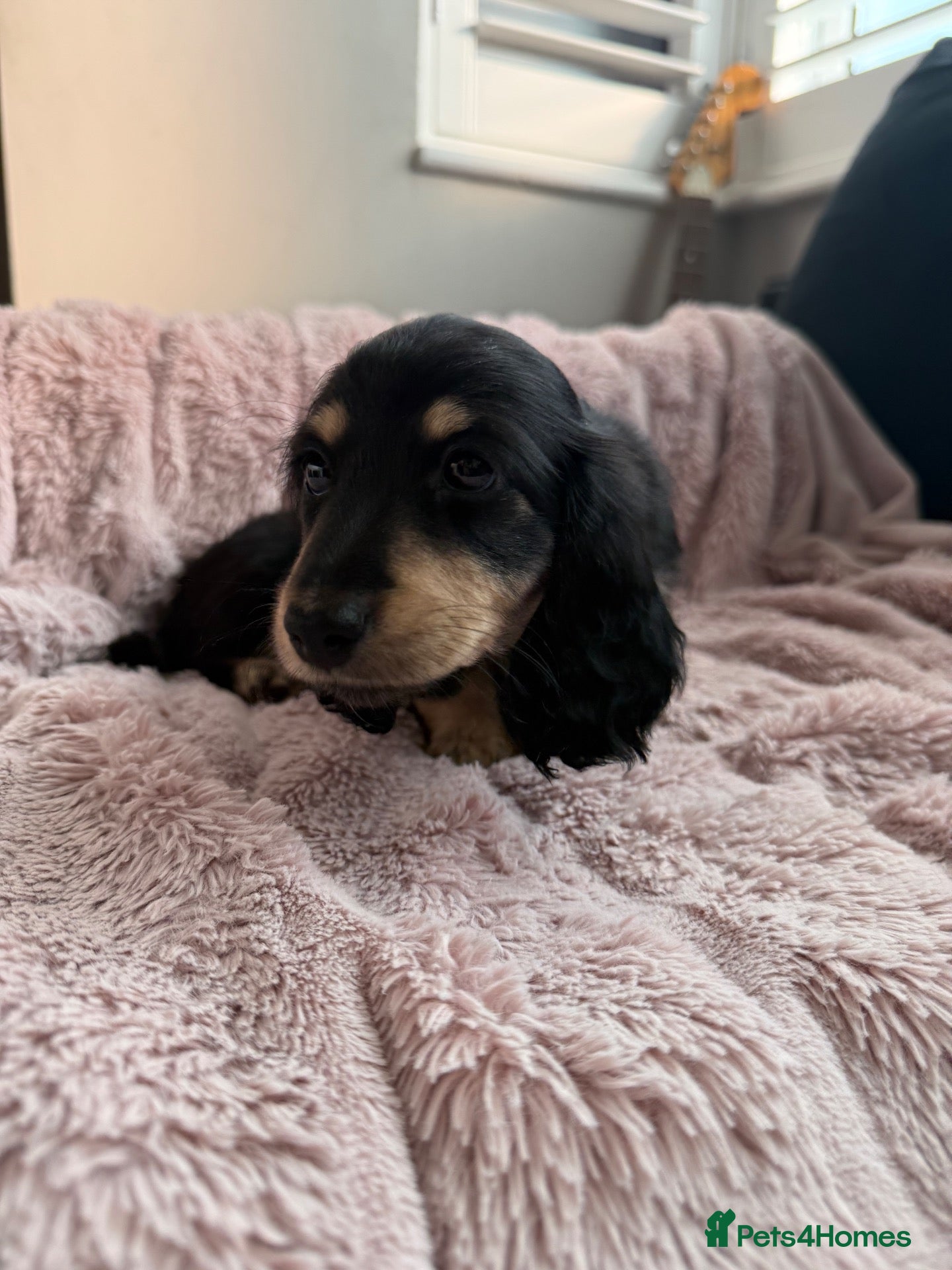 Miniature Dachshund dogs for sale: 1 black and cream long hair mini dachshunds - Advert 2