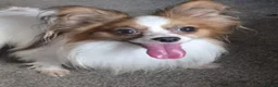Papillon dogs for stud: kc reg proven red sable papillon for stud only - Advert 3