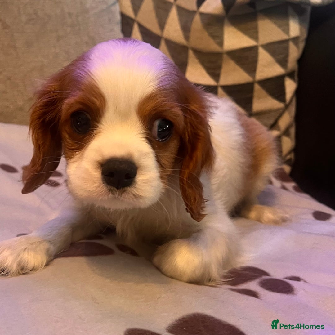 Cavalier King Charles Spaniel dogs for sale: Beautiful ckc puppies - Image 3