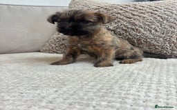 Cairn Terrier dogs for sale: Cairn terrier puppies  - Image 3