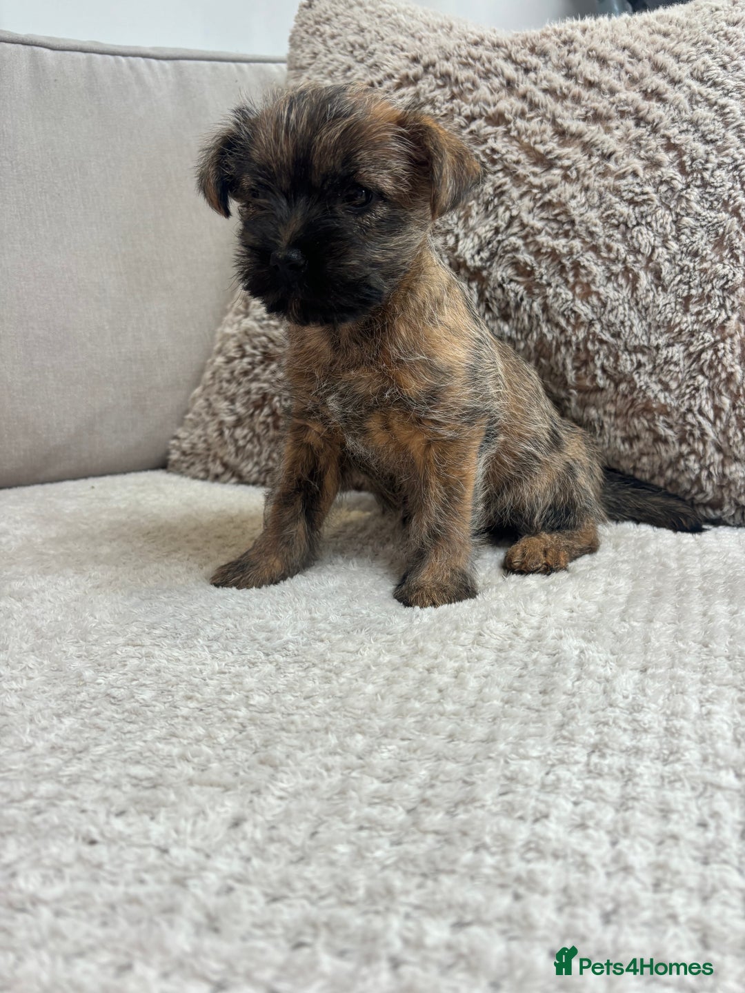 Cairn Terrier dogs for sale: Cairn terrier puppies  - Image 3
