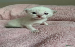 Siamese cats for sale: Siamese x Maine coon  - Advert 11