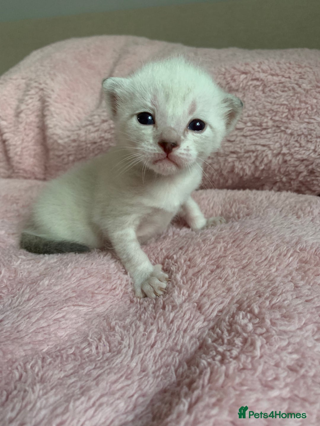 Siamese cats for sale: Siamese x Maine coon  - Advert 11