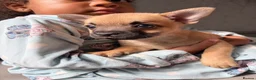 Mixed Breed dogs for sale: French bulldog x chihuahua puppies  - Advert 5