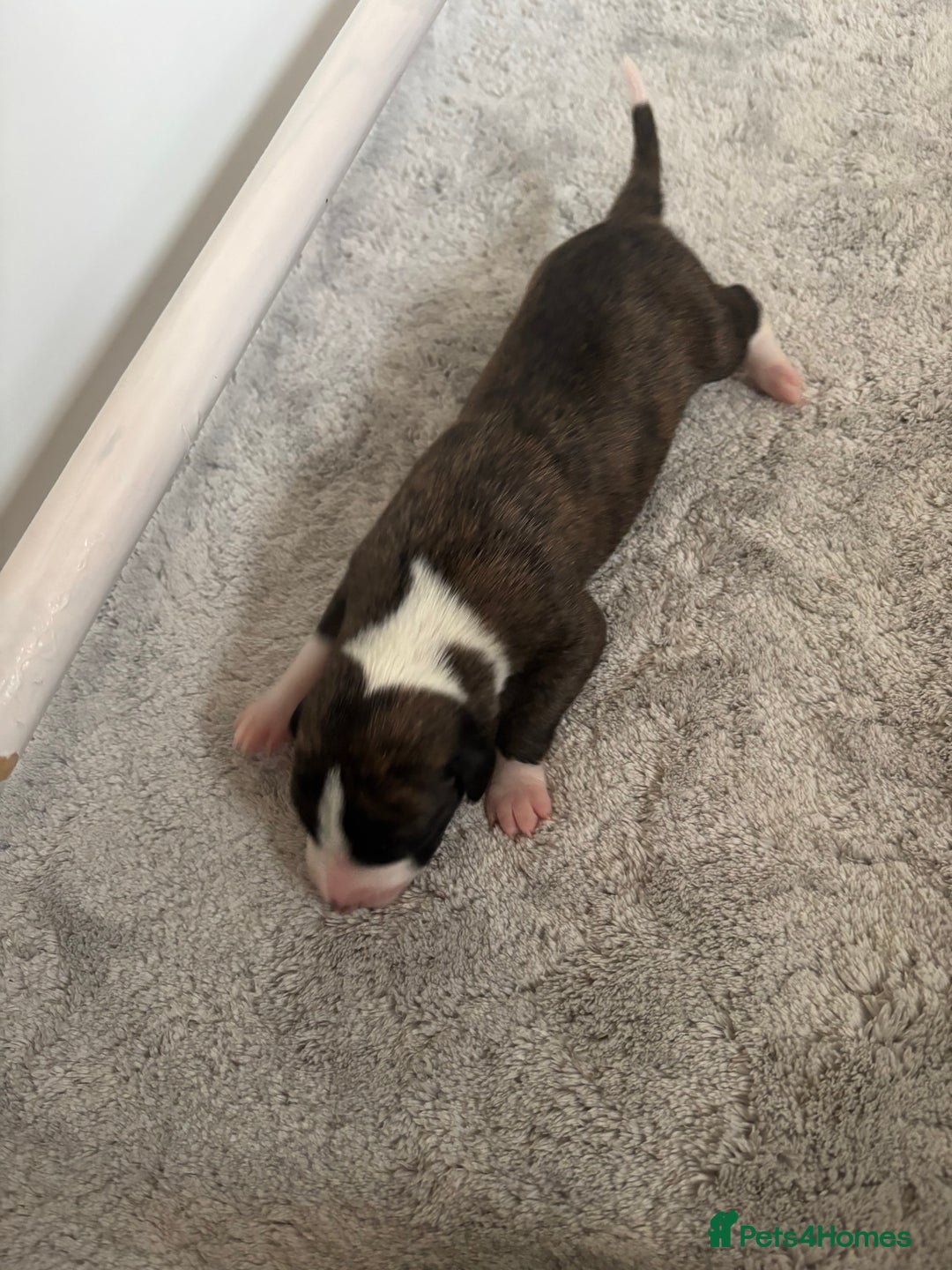 Whippet dogs for sale: Beautiful Blue Girl Whippet pup LAST ONE - Advert 18