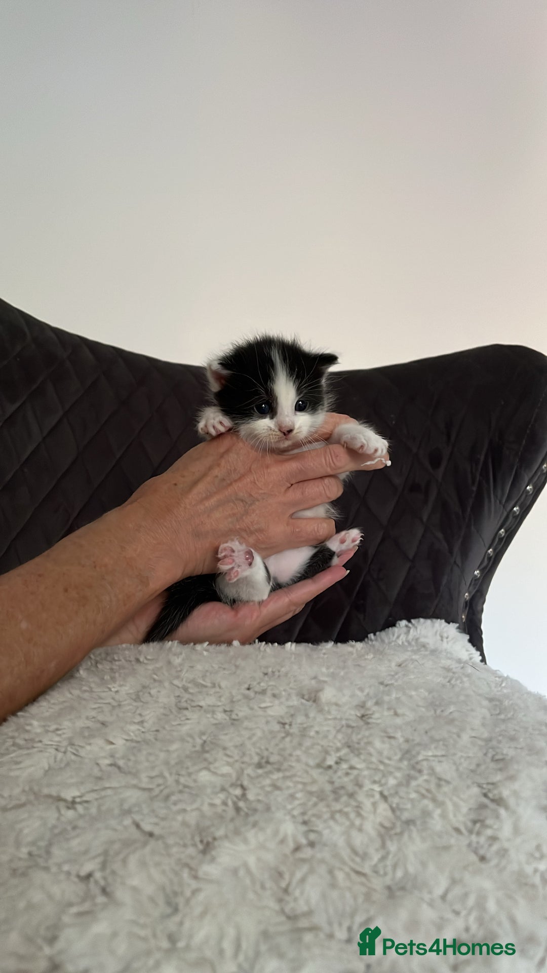 Domestic Shorthair cats for sale: Black & White Domestic Kittens  - Image 2