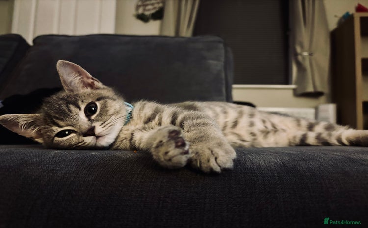British Shorthair cats - Advert 1