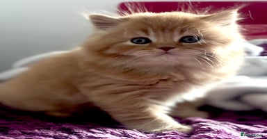 British Longhair cats - Advert 8