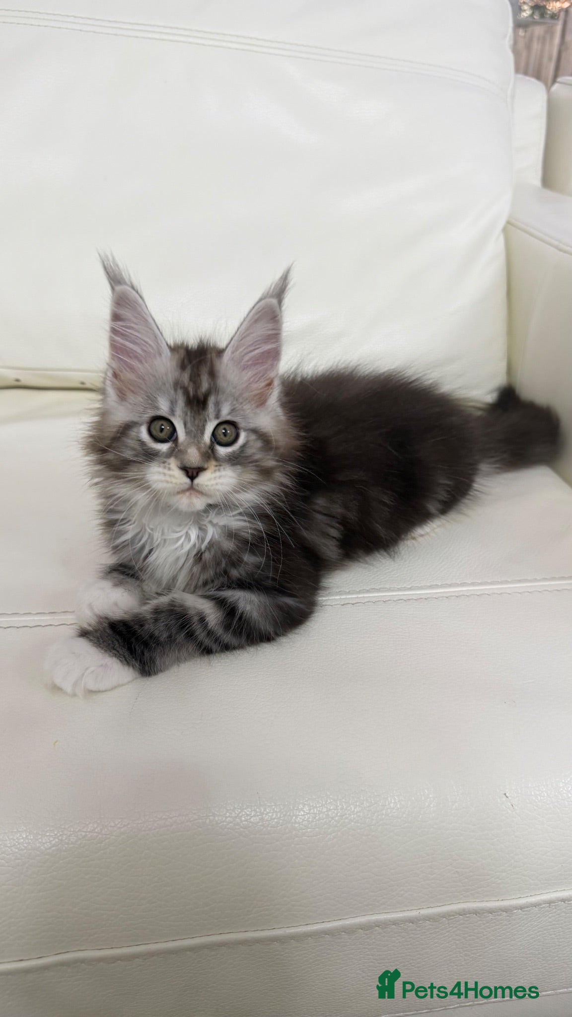 Maine Coon cats （ONLY 1 Left) Purebred black sliver maincoon - Advert 2