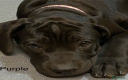 Cane Corso dogs for sale: Big Pure Cane Corso Puppies Ready Now!  - Image 25