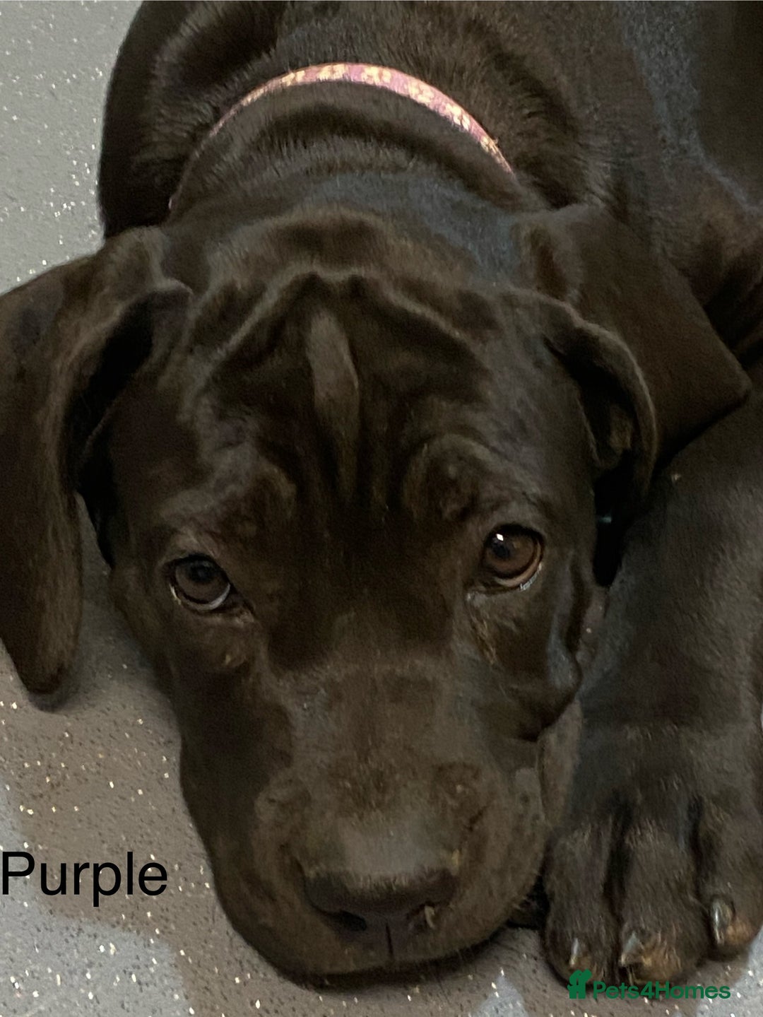 Cane Corso dogs for sale: Big Pure Cane Corso Puppies Ready Now!  - Image 25