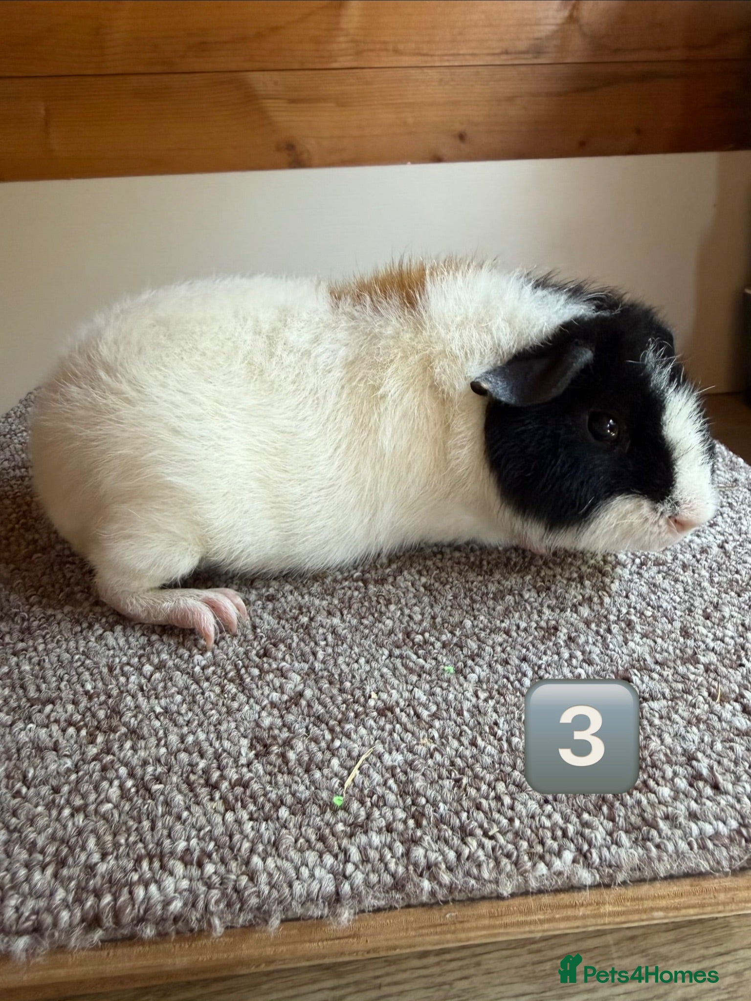 Guinea Pig rodents Teddy Boars & A Swiss Boar - Advert 1