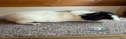 Guinea Pig rodents for sale: Teddy Boars & A Swiss Boar - Advert 3